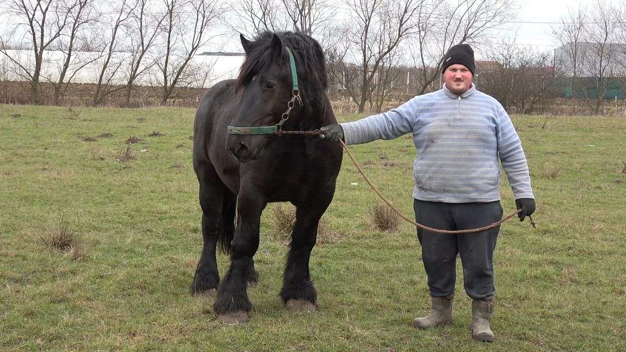 Armasarii lui Andrei de la Ardud, Satu Mare - 2026 Nou!!!