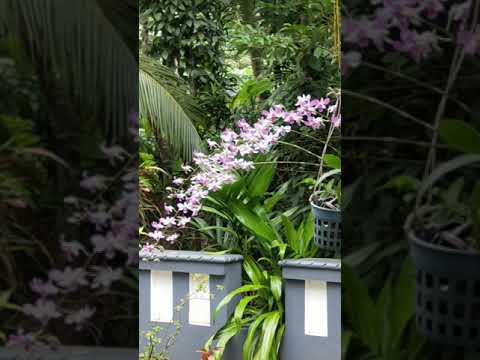 Video: Hindi Karaniwang Mga Orchid (bahagi 2)