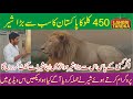 Pakistan Ka Sub Se Bara Lion ( Shair ) Jis Ka Wazan 450 Kilo Zain Ali Ka Dawa | lion in pakistan