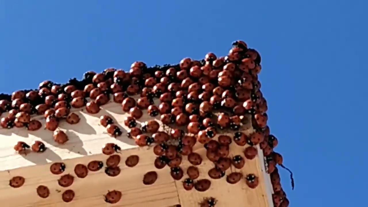 Божьи коровки в анапе 2021 на пляже Божьи коровки в анапе 2021 на пляже