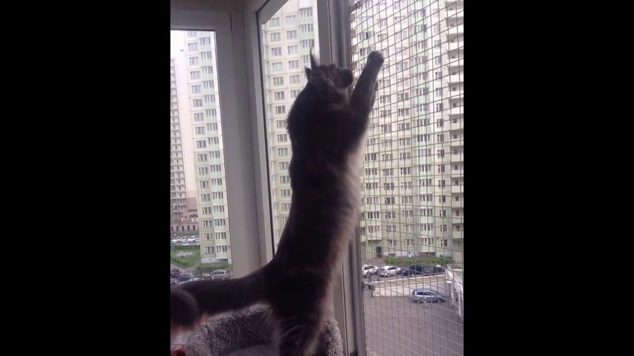 kedi sineklik YouTube