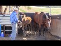 The Principles of Training: Handling Unweaned Thoroughbred Foals Part 1