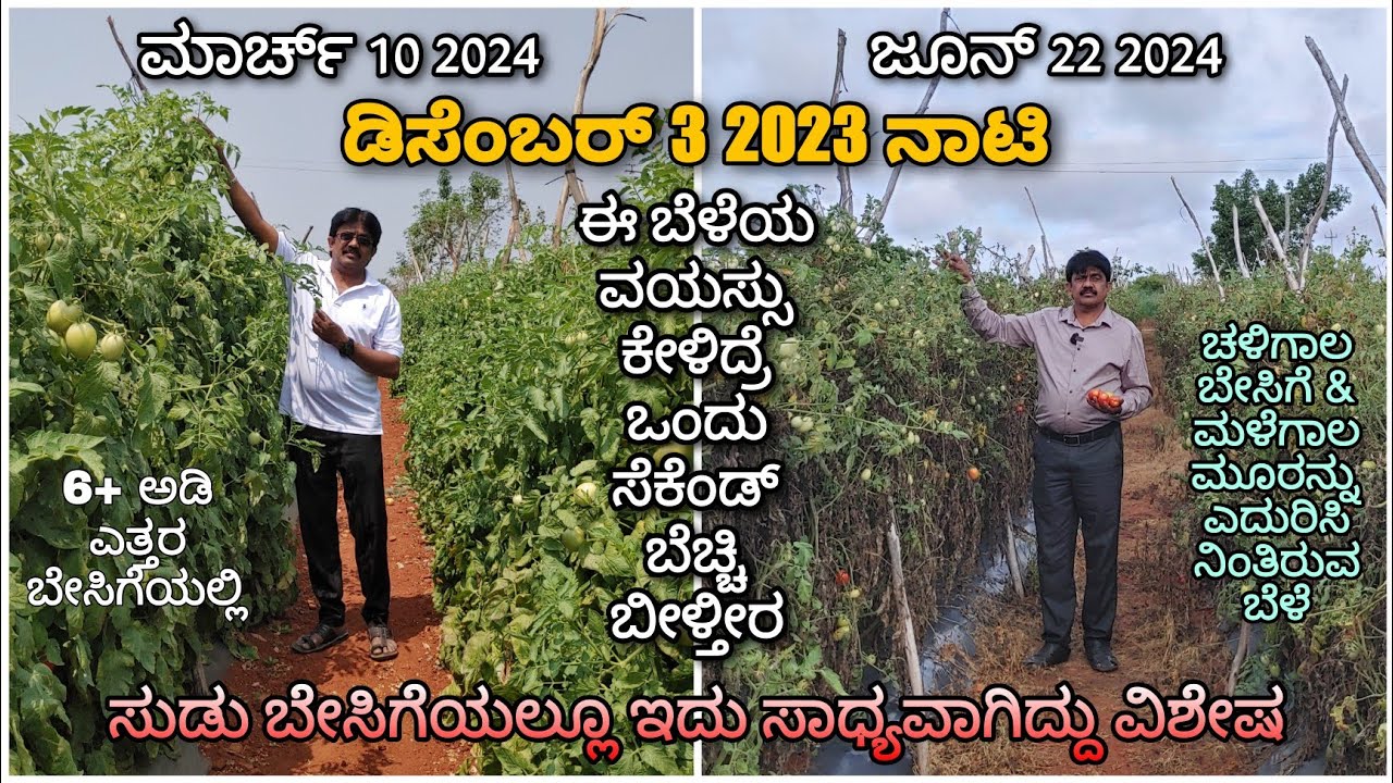 6+ Feet Tomato crop during the scorching summer of 2024 | December 3rd 2023 planted | Mandya
