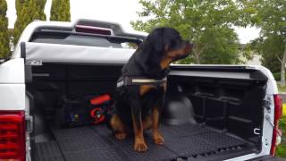 Rottweiler barks on command by LIFE OF KODA 52,224 views 6 years ago 22 seconds