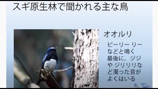 動画で鳴き声 学習　初夏のスギ原生林の鳥