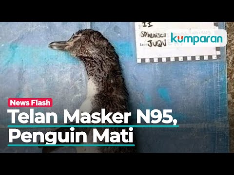 Video: Lebih Daripada 100 Penguin Separuh Mati Dan Mati Dibuang Di Pantai Brazil