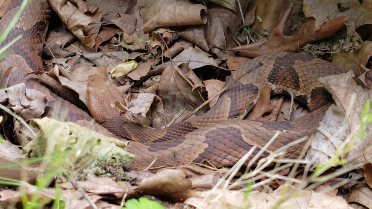 video phone beyonce mp3 1st venomous snake of the year!! Northern Copperhead in Delaware..