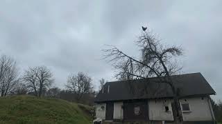 Chicken on tree screaming Ringtone (05.20.2026)