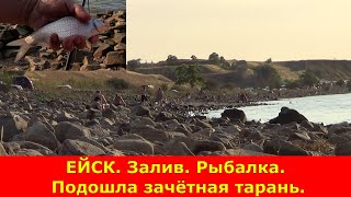 ЕЙСК. Залив. Рыбалка. Подошла зачётная тарань.