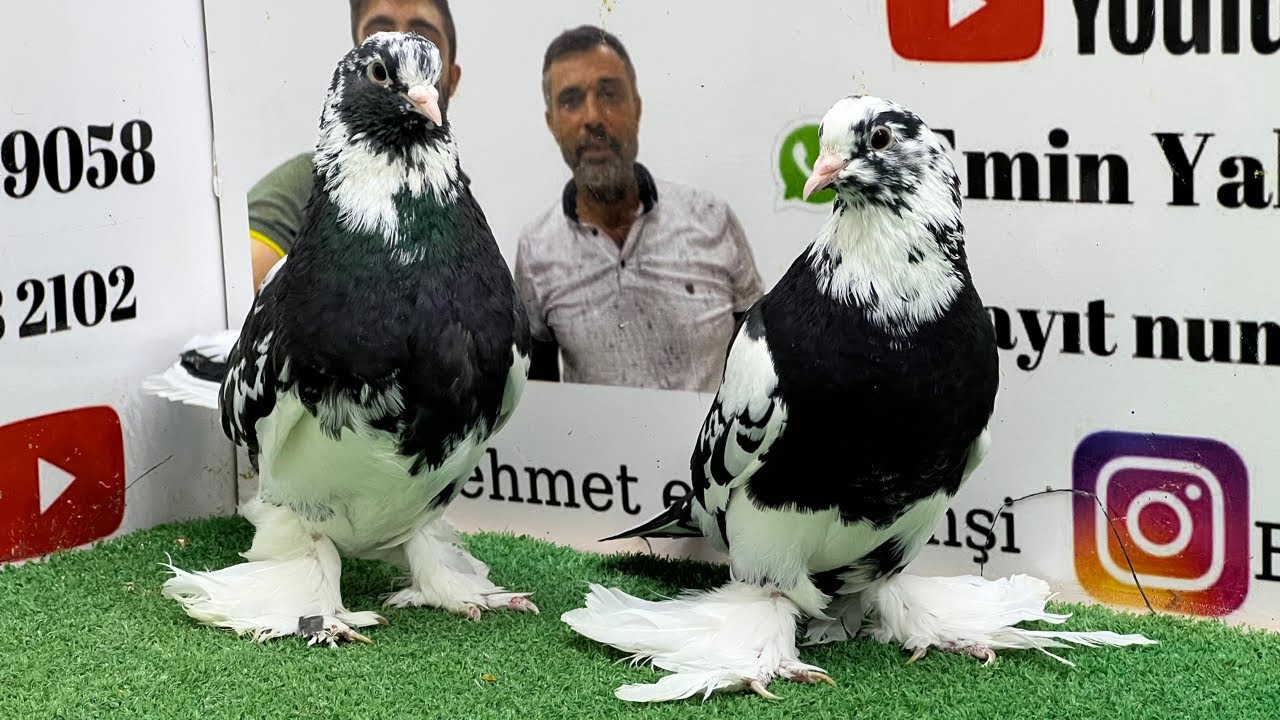 🔴 Canlı Oyun Kuşu Güvercin Mezatı | Emin Yahşi Canlı Mezat | #oyunkuşu