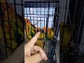 #Parrots