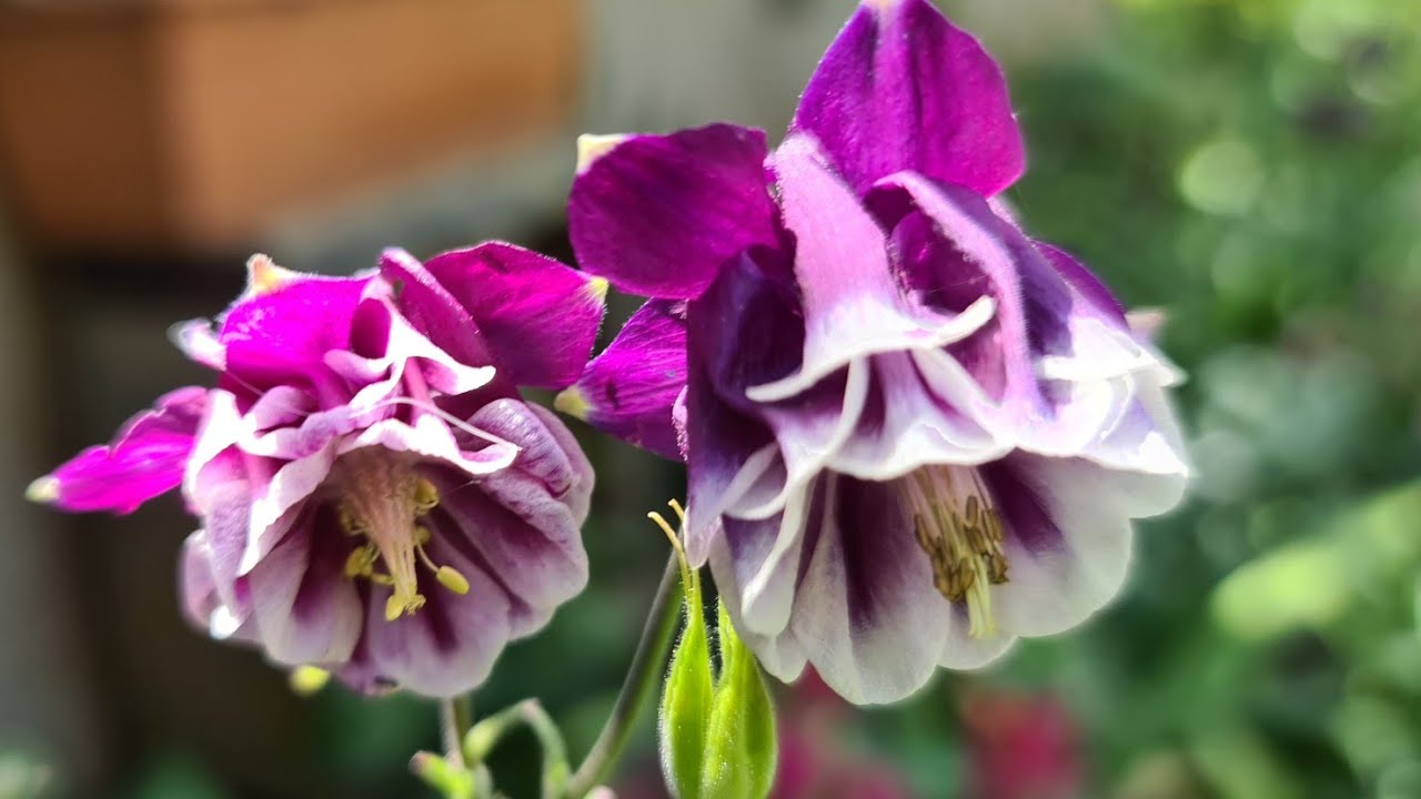 Haseki Küpesi (Aquilegia), Anneler Gününde Bir Anne Çiçeği