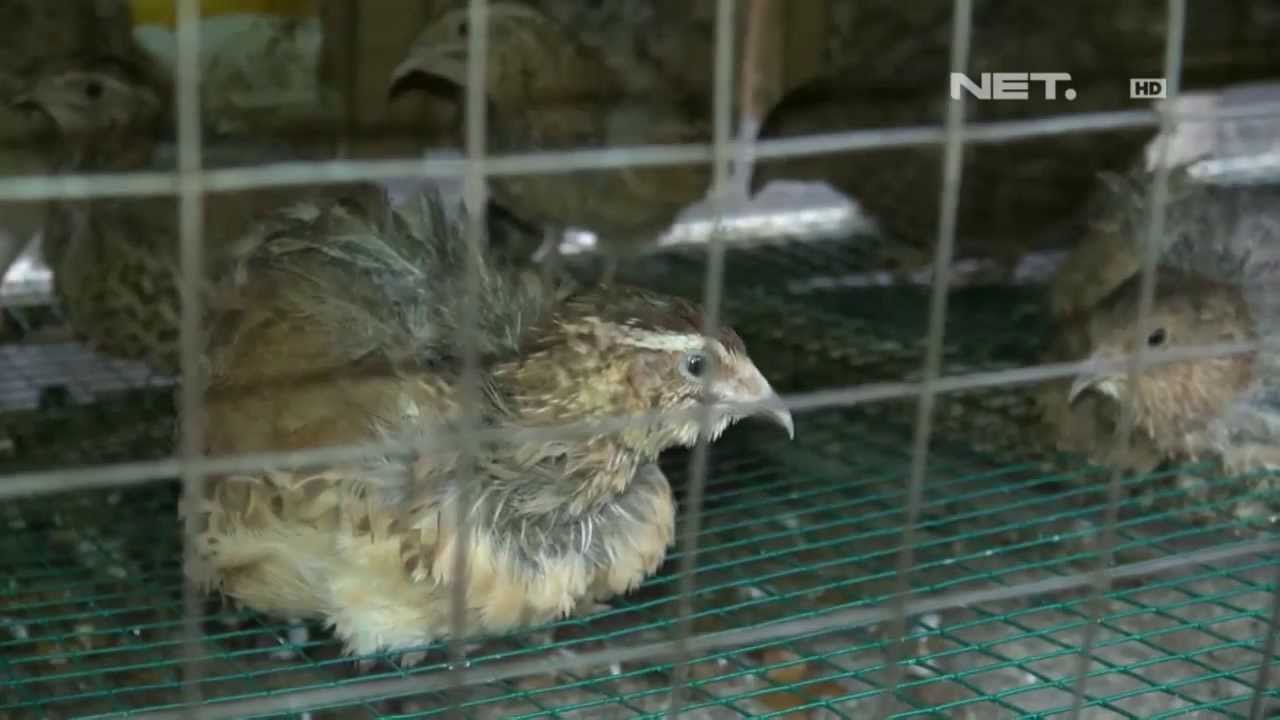 Net12 Dampak Musim Hujan Ratusan Burung Puyuh Sakit Youtube