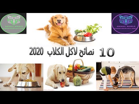 فيديو: هل تأكل الكلاب تشينابري؟