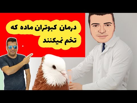 تصویری: چرا نمی توانید کبوترها را با نان سیاه تغذیه کنید