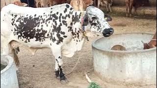 गाय की गज़ब  नस्ल #cow #breeding #gosala #veterinary #viral 