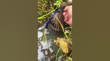 RỌ CÁ RÔ MƯƠNG BÈO 9 #shortvideo #carodong #fishing