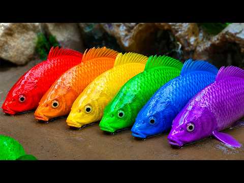 Tangkap ikan akuarium cantik, bayi kura-kura kolam, ikan pensil, iguana, buaya