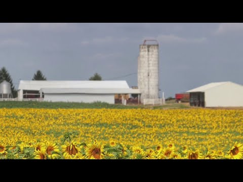 Video: Brutal Sunflower Thornbearer