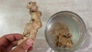 How to grow Ginger / अदरक / adrak at home ( in hindi )