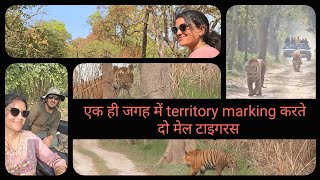 Two male tigers in the same territory|| PTR|| #youtube #samsungs24ultra #trending #subscribe