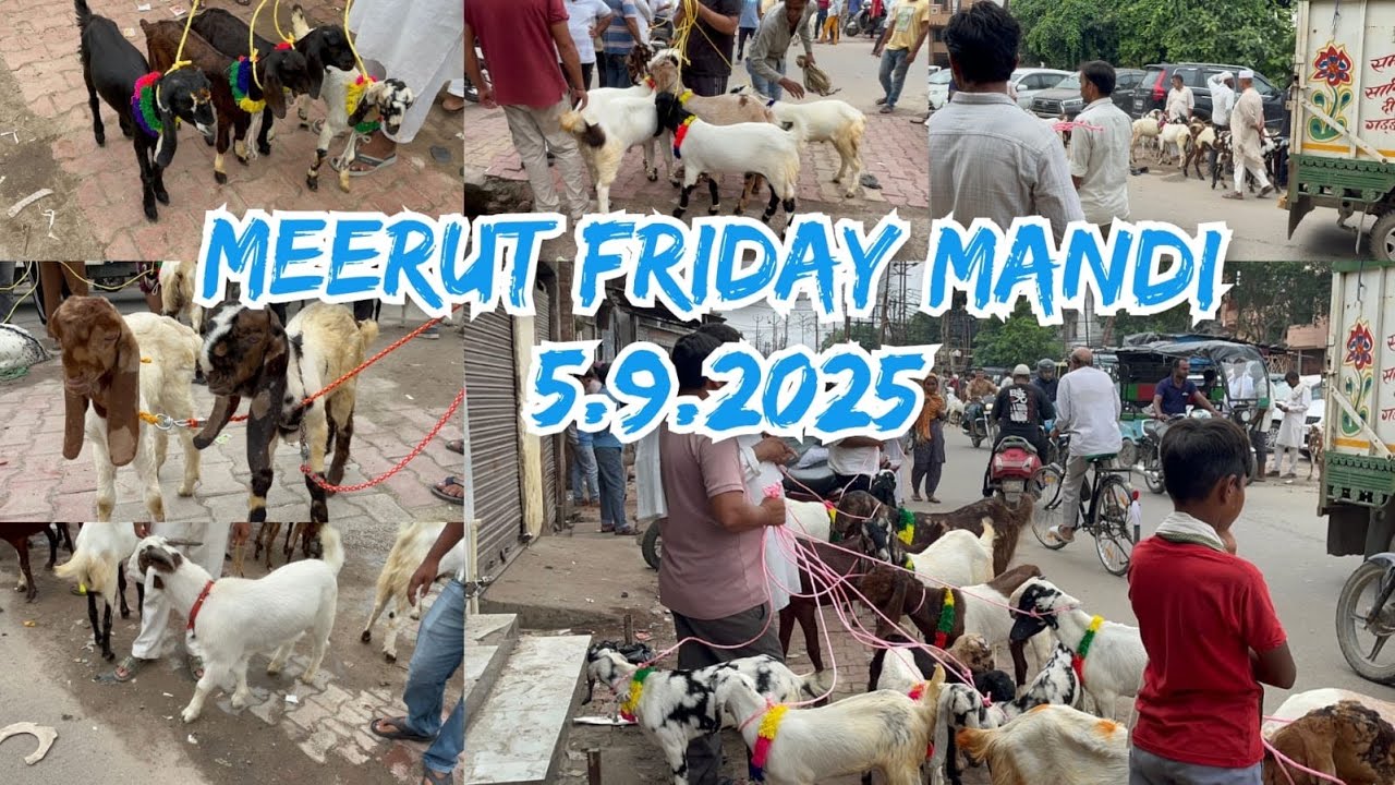 Meerut Friday Bakra Mandi 5 September 2025 #viralvideo #azharvlogs #goat #animals #bakramandi #viral