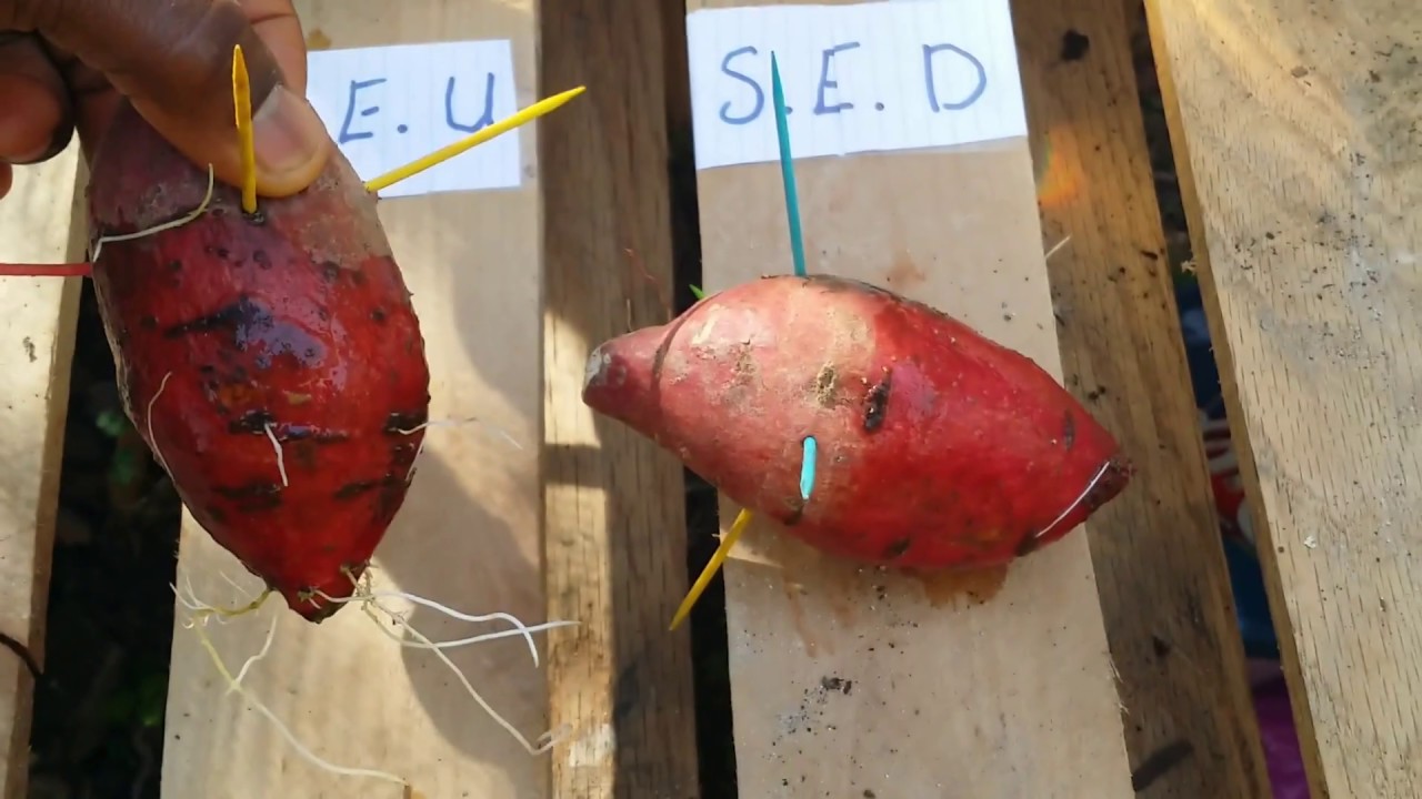 Sprouting Sweet Potato tuber and vine/slip in water | Experiment