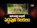 Tiger spotted crossing road in Adduru, Anakapalli