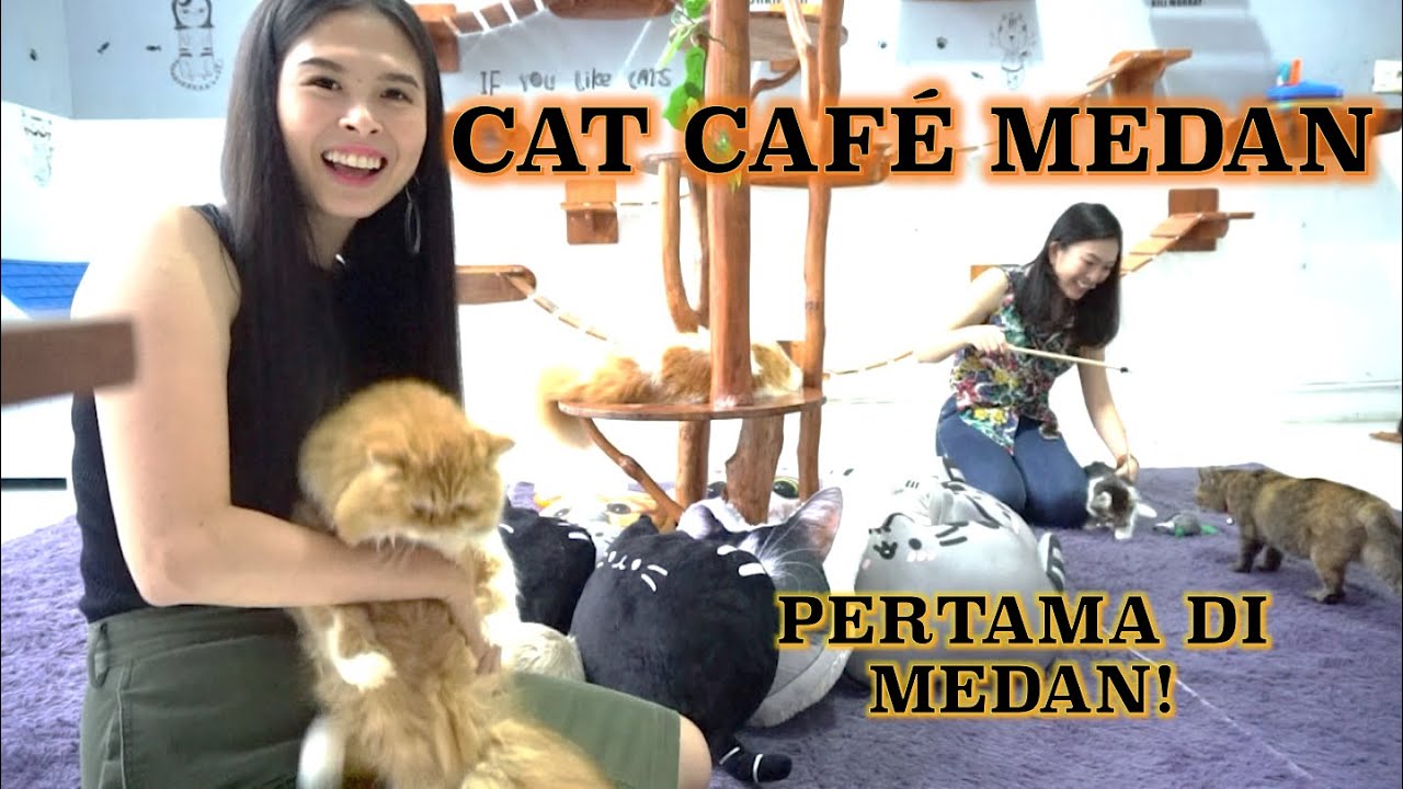 Main & Foto Sepuasnya Sama 15 Kucing Cukup Bayar Rp. 40.000! First Cat Cafe in Medan! KEREN BANGET!!