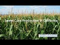 Sweet Corn Production in California