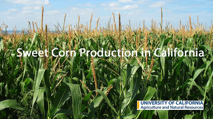 Sweet Corn Production in California - DayDayNews