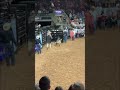 Mutton Bustin’