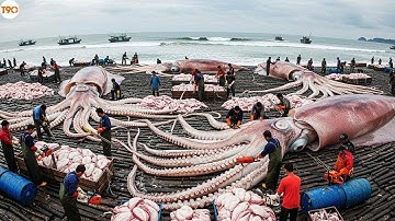 Mực Khổng Lồ Nặng 10 Tấn - Ngư Dân Indonesia Đối Mặt Với Chúng Dưới Đáy Biển Như Thế Nào?