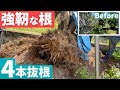大きくなってしまった樹木をどうにかしたい。【庭師　抜根　庭じまい　202506】