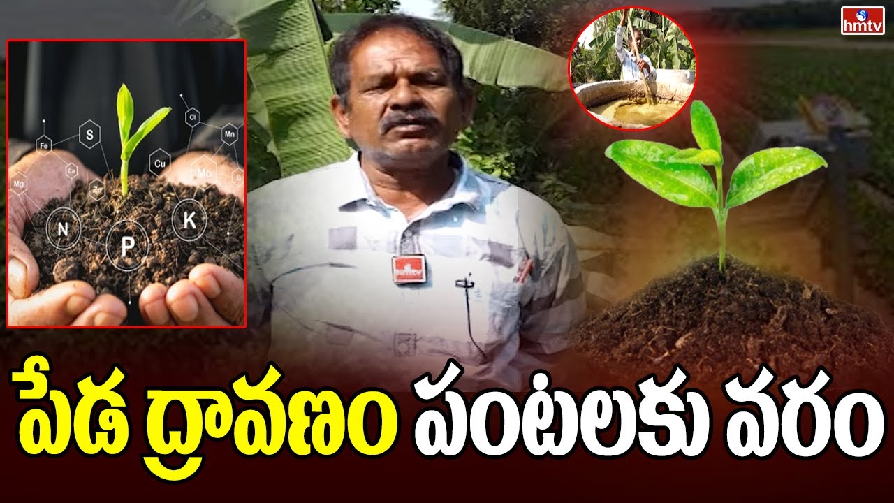 పేడ ద్రావణం పంటలకు వరం | Nelathalli | hmtv agri