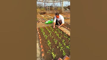 Celery Planting Step by Step #plants #shorts