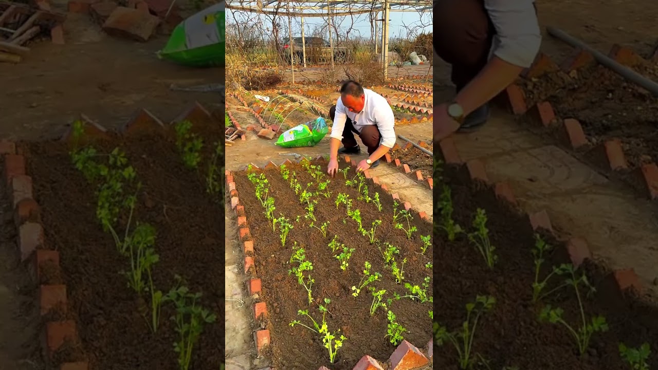 Celery Planting Step by Step 