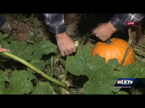 Video: Pumpkin Patches Near Louisville, Kentucky