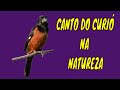 Canto do CURIÓ na Natureza (Canto e Chamado) - Chestnut-bellied Seed-Finch - Brazilain Birds Singing