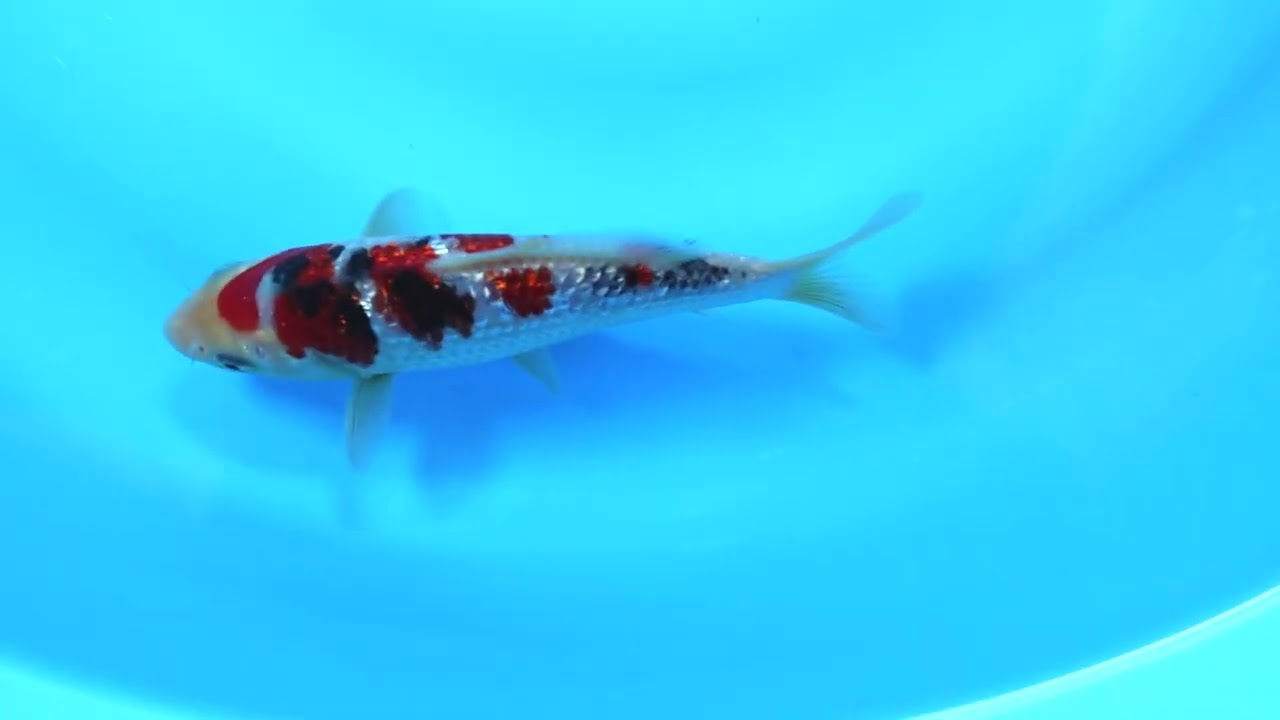 第5回ライブ鯉カップ Part I】260208-053の出品鯉のご紹介！！ - YouTube