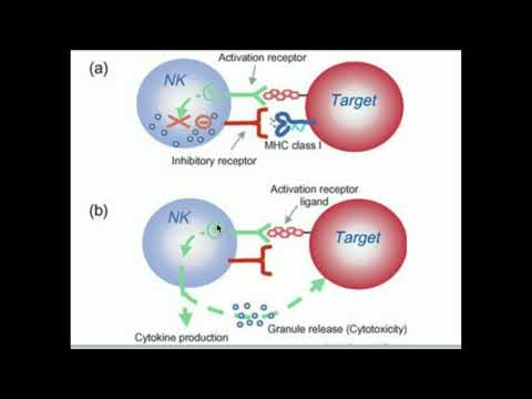 Natural Killer Cells: How Do They Kill Selectively?