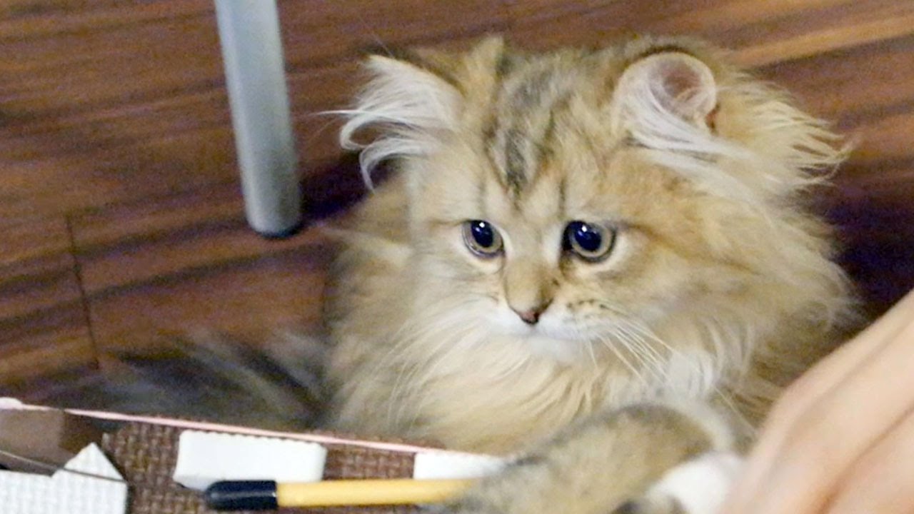 猫カフェ 横浜 Cats, cute kitten, I spend a good time. At a cat cafe