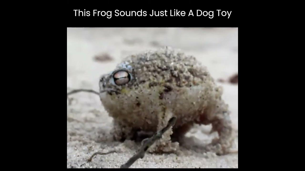 Desert Tree Frog Sounds Like A Dog Toy YouTube