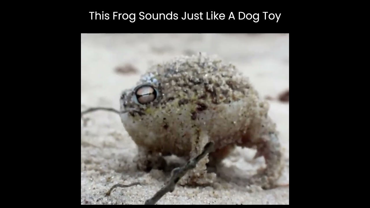 Desert Tree Frog Sounds Like A Dog Toy