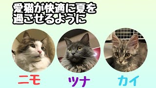 愛猫が快適に夏を過ごせるように_前編No.106 I hope my cat can spend summer comfortably Part 1