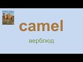 Английский язык: 1 слово за 1 минуту / English: 1 word for 1 minute (camel)