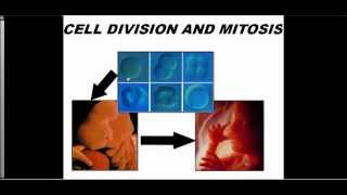 Cell Division And The Cell Cycle