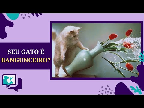 Vídeo: Cães podem comer creme de trigo?