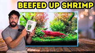 Make Money Breeding Aquarium Shrimp at Home