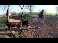 Amazing village life in pothwar punjab pakistan traditional village life in pakistan